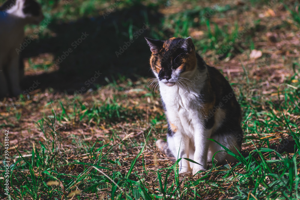 野良猫 野良猫