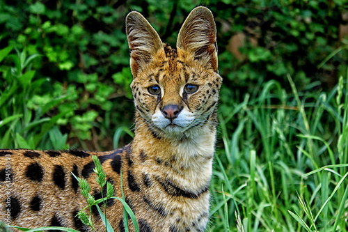 Sticker Portrait of Female Serval, African wild cat