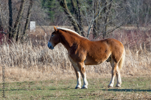 The horse on pasture, natural scene from Wisconsin.