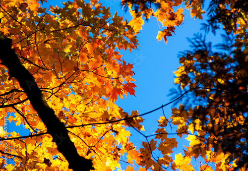 Orange Fall Leaves Against Blue Sky