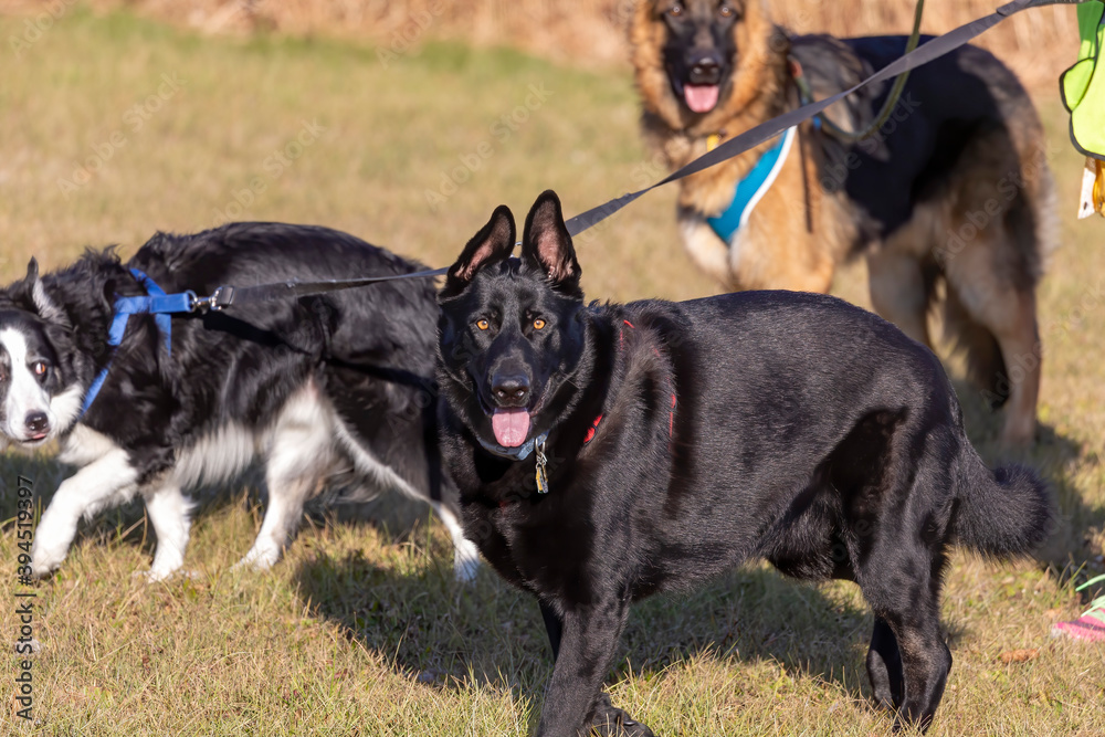 Walk with dogs in the countryside