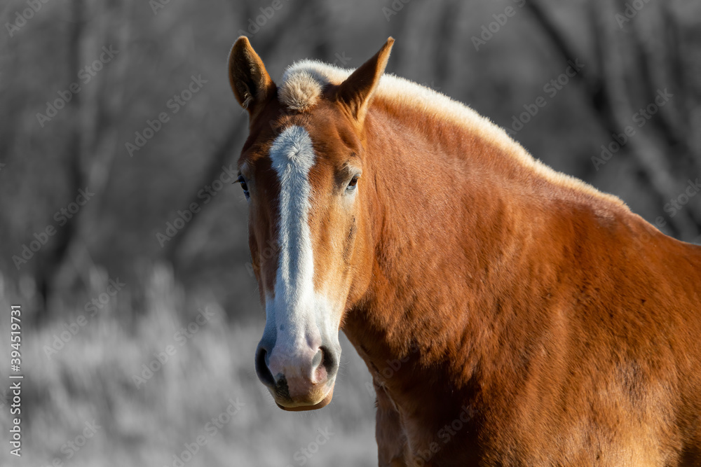 Fototapeta premium head of a horse