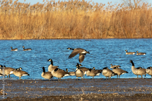 Flock of Canadian geese on lake Michigan.