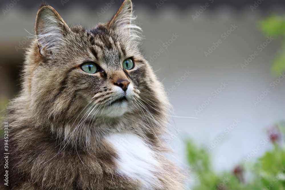 Das Gesicht einer hübschen neugierigen Norwegischen Waldkatze im Garten
Das Gesicht einer hübschen neugierigen Norwegischen Waldkatze im Garten