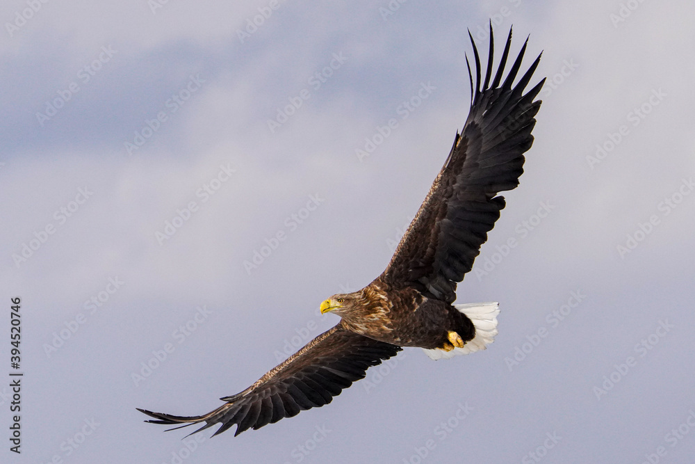 Naklejka premium オジロワシ