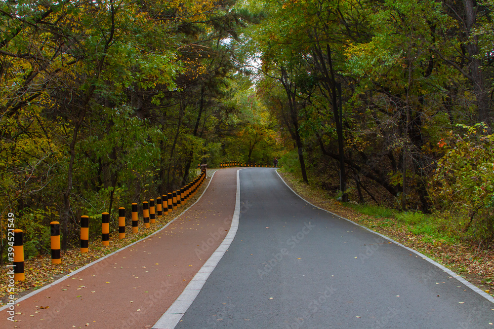 A road through forest in early Autumn A road through forest in early Autumn