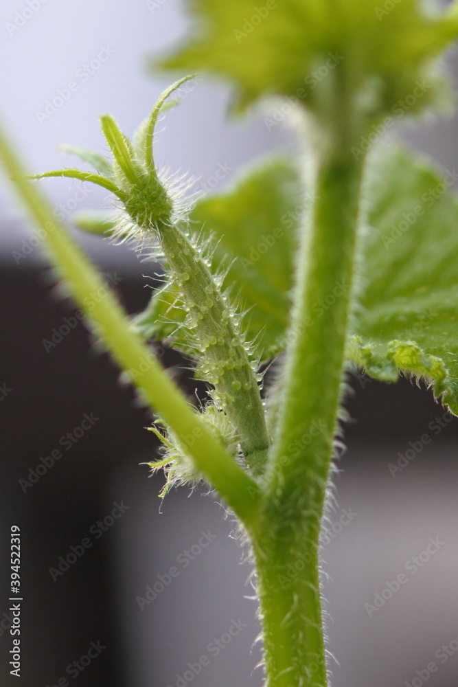 Young cucumber fruit is growing between stems. Young cucumber fruit is growing between stems.