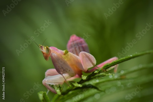 A dwelling house with a white flower or a shrubby tree can realistically hide from guilt, be motionless waiting to be lost or a lawyer is a hunter.