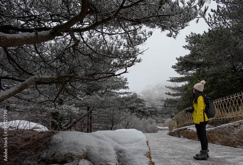 The pretty girl taking photo with icy frost on the leaf on the pine tree at the Huangshan mountain