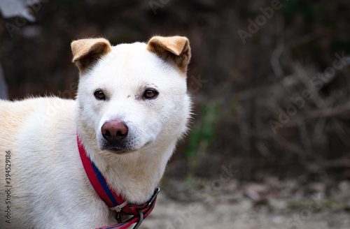 Portrait of a Korean Jindo Dog from Bukhansan National Park in Goyang, Korea.  photo