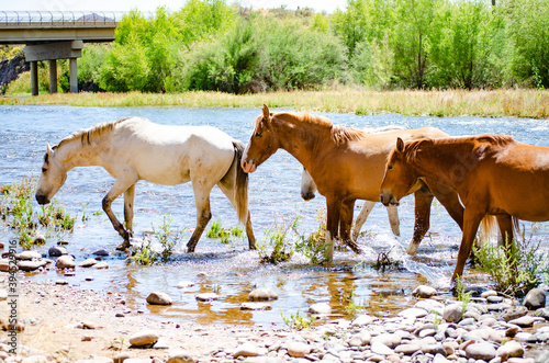 Horses in water