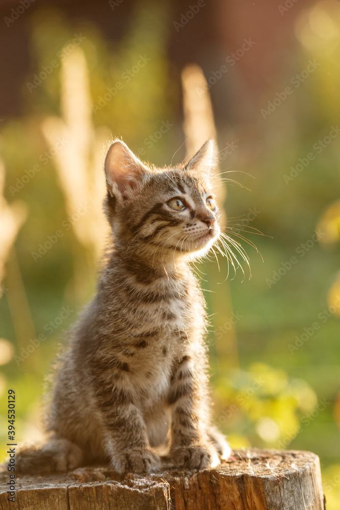 Kitten outdoors. Cat in nature. Cute pet in rays of sunset. Kitten outdoors. Cat in nature. Cute pet in rays of sunset.