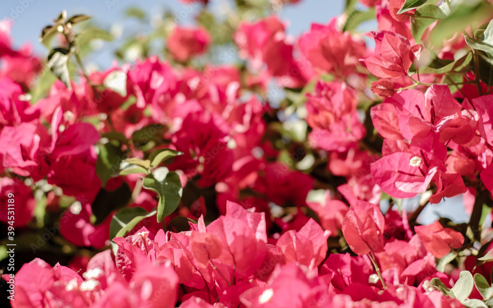 Pink and white flowers