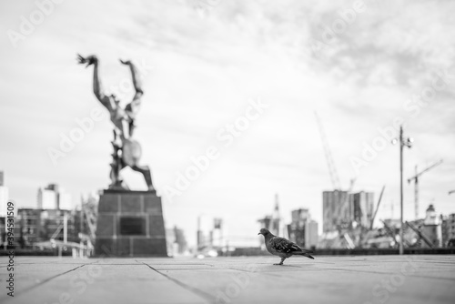 pigeon walking