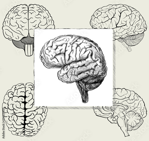 Set of different positions of the human brain in vector simple illustration