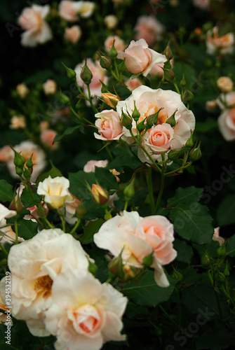 bouquet of white roses