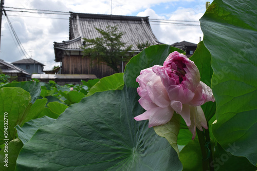 近江妙連（多数の花弁がある蓮）