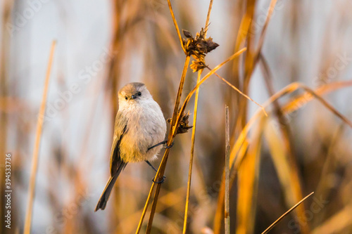 Tiny Bushtit Bird Forages For Seeds Among Marsh Grasses photo