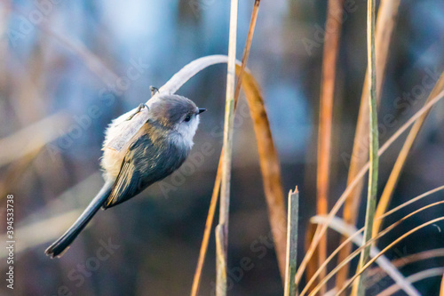 Tiny Bushtit Bird Hangs Upside Down Among Marsh Grasses photo