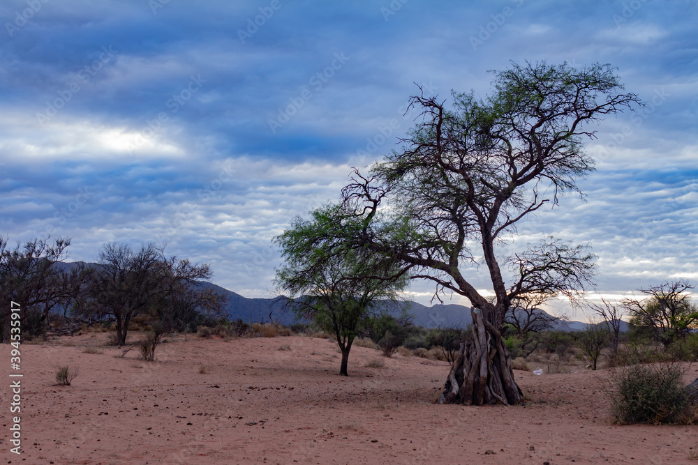 Trees in the desert terrain of central Argentina. Arid landscape with trees