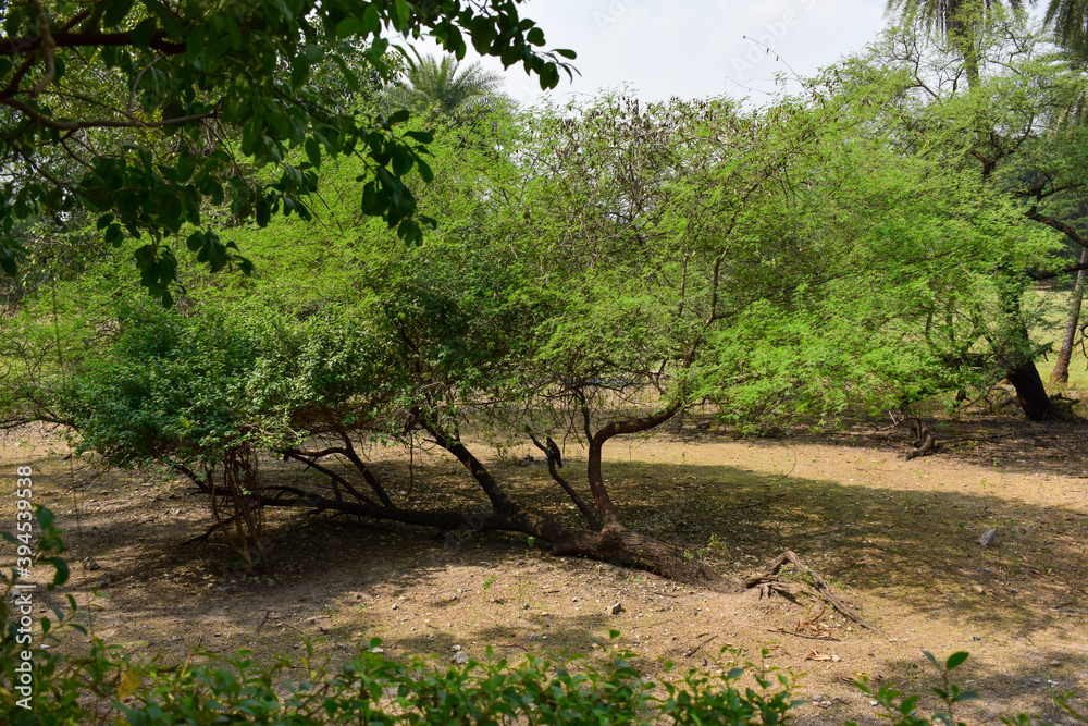 Deep Natural Autumn forest-Jungle In India Big Trees And Tree Branches Stock Photo