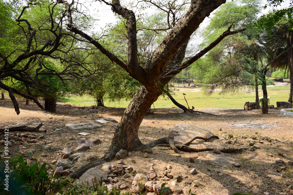 Deep Natural Autumn forest/Jungle In India Big Trees And Tree Branches Deep Natural Autumn forest/Jungle In India Big Trees And Tree Branches