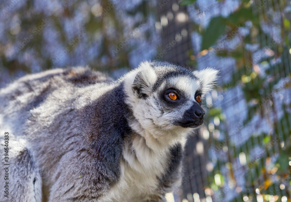 Fototapeta premium Ring-tailed Lemur looking out in the distance