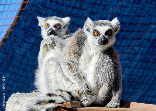 Ring-tailed Lemur looking towards Camera photo