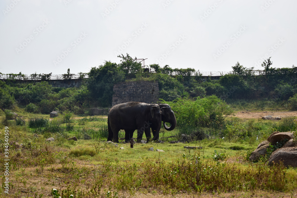 Standing Elephants Feeding in Jungle/Zoo Park,wildlife Stock Photo Standing Elephants Feeding in Jungle/Zoo Park,wildlife Stock Photo