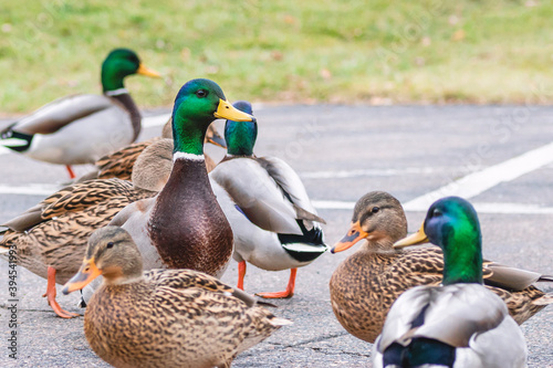 Detail portrait of male mallard duck enjoying a sunny day photo