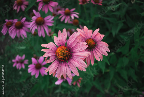 pink flower