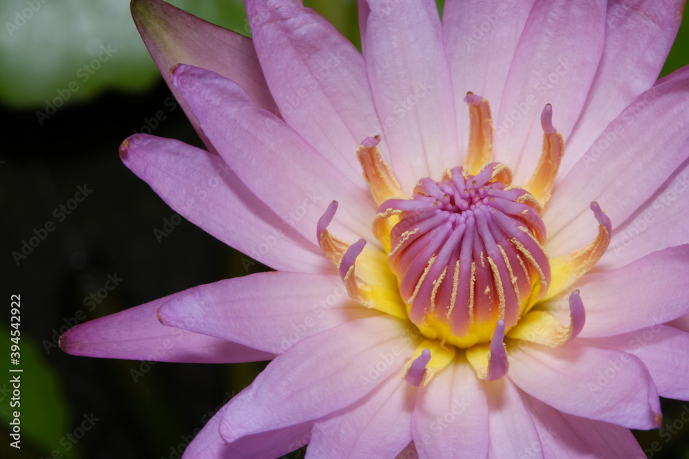 Close up detail pink water lily flower petal when blooming