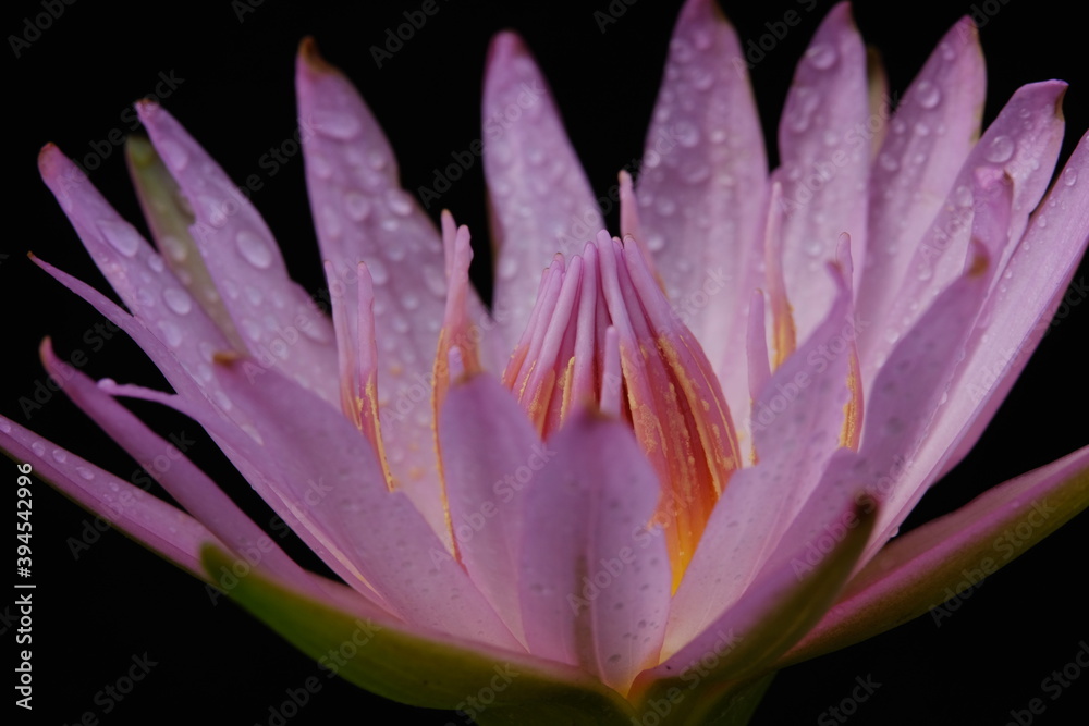 Fototapeta premium Close up detail blooming pink water lily flower with stem, isolated on black background