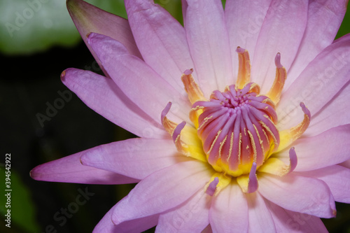 Close up detail pink water lily flower petal when blooming