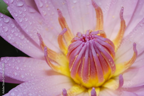 Close up detail pink water lily flower petal with droplet when blooming in the morning