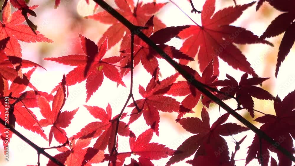 風に揺れる紅葉 キラキラ 光  クローズアップ 秋 楓 もみじ 4K 