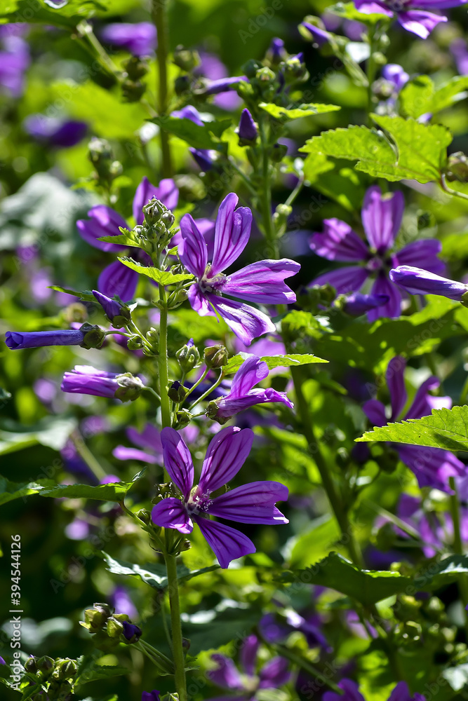Flower of the Common Mallow - Malva sylvestris - in the summer Flower of the Common Mallow - Malva sylvestris - in the summer