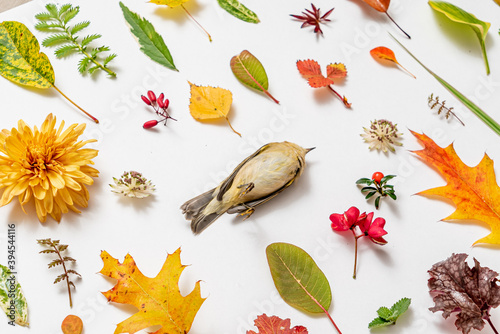 dead bird and autumn leaves on the white background photo