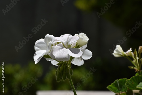 flor bonita blanca 