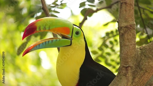 TUCAN