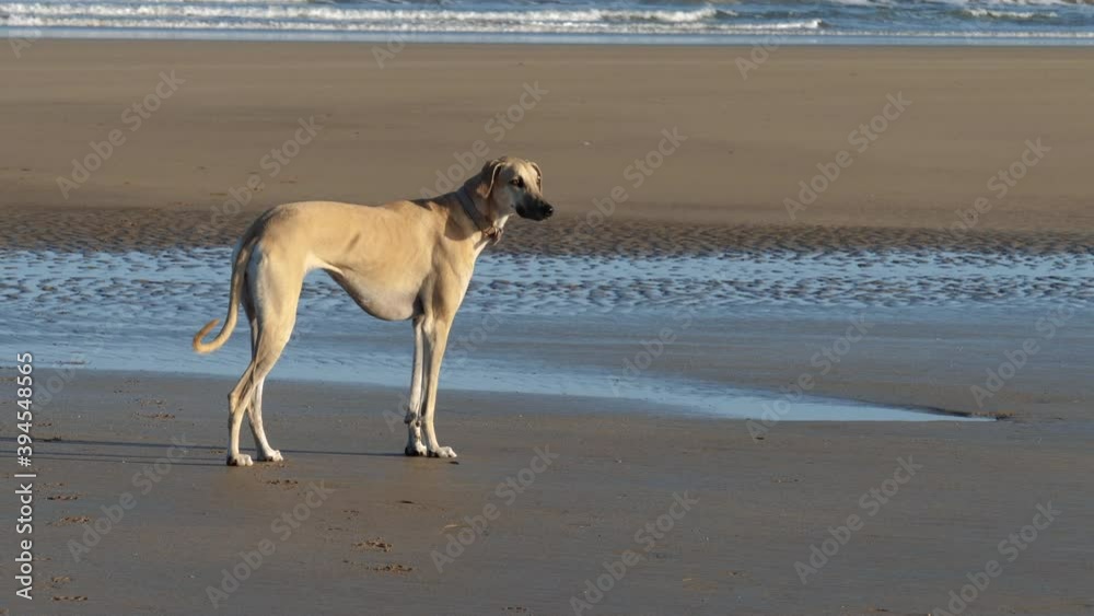 A brown Sloughi dog (Arabian greyhound) looking into the camera, at the beach in Essaouira, Morocco. A brown Sloughi dog (Arabian greyhound) looking into the camera, at the beach in Essaouira, Morocco.
