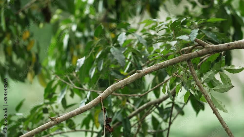 A black bulbul bird on a branch and flying away A black bulbul bird on a branch and flying away