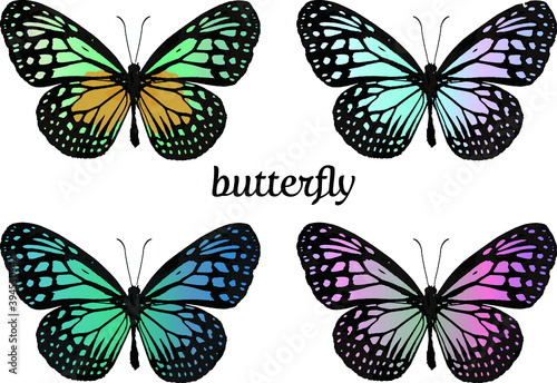 カラフルな蝶、昆虫
