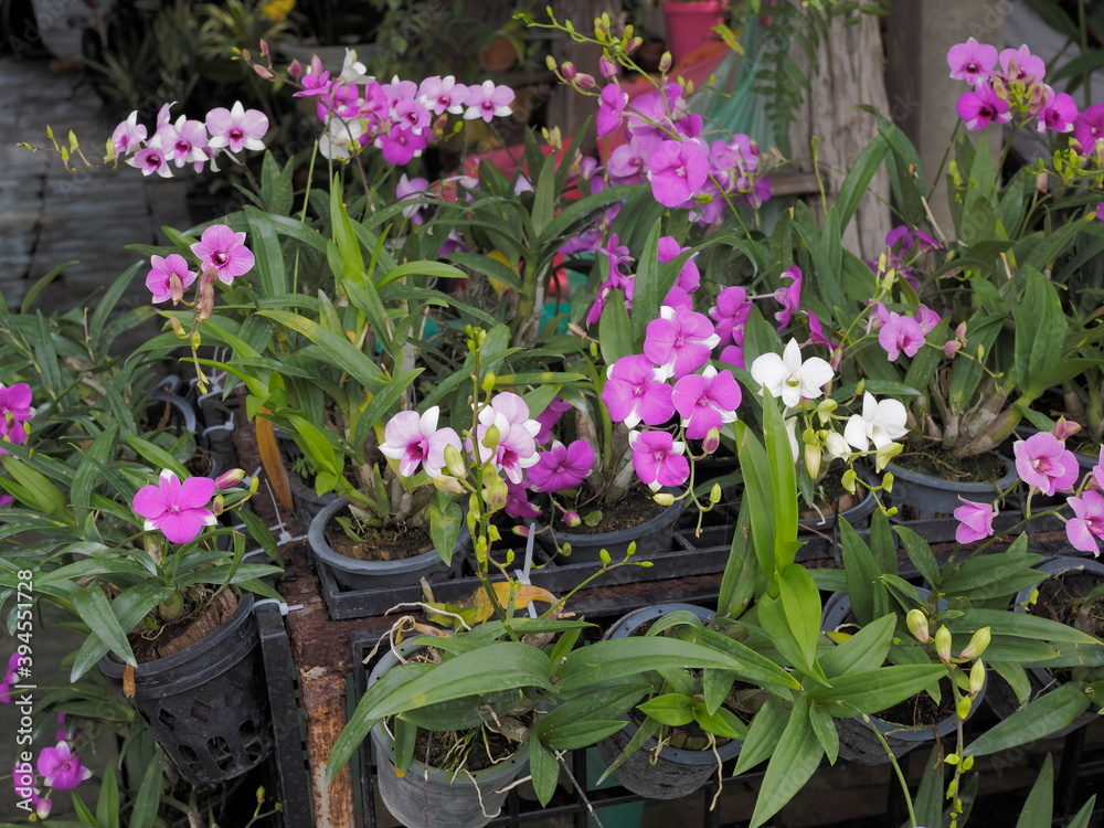 view of many pink Dendrobium orchid flower blossom blooming on branches in garden with green nature blurred background.