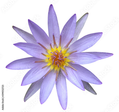 top view close up of purple lotus flowers isolated on white background With cutting path