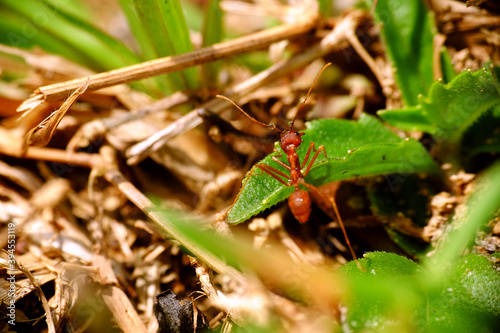 Macro of red fire ant © taffpixture