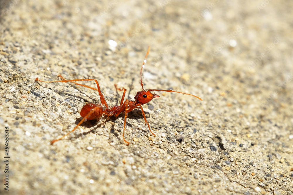 Macro of red fire ant