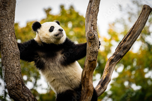 Panda bear climbing on a tree © vartzbed