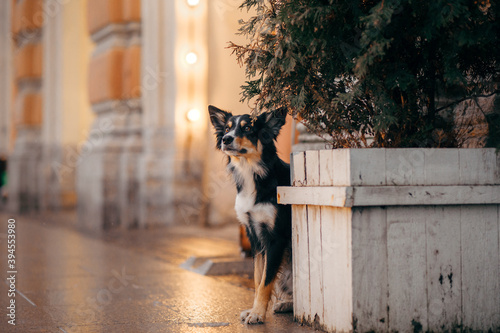 dog in winter in a decorated city. nice Tricolor Border Collie by the Christmas tree. 