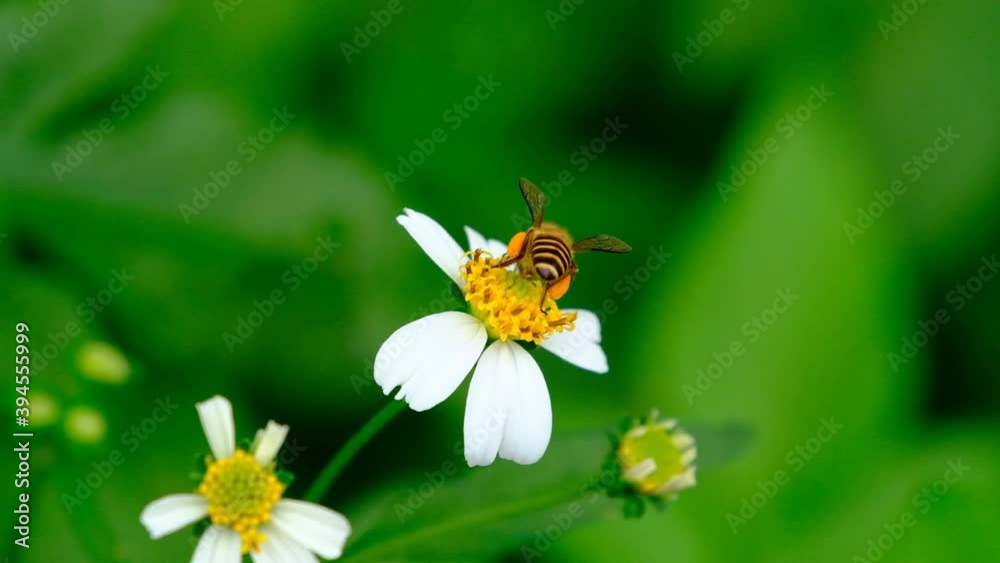 Bee collects pollen of beautiful blooming Spanish needle or Black-jack flower with blurred green leaves background. Bee collects pollen of beautiful blooming Spanish needle or Black-jack flower with blurred green leaves background.